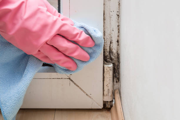 Professional Mold Remediation in Josephine, TX